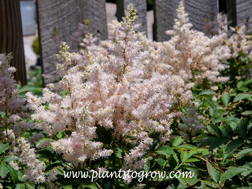 Younique Silvery Pink Astilbe